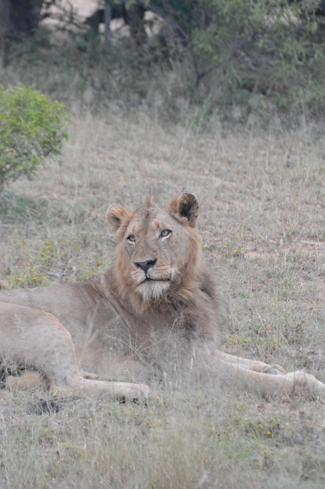 Michal Trawinski: A male lion lies in the bush