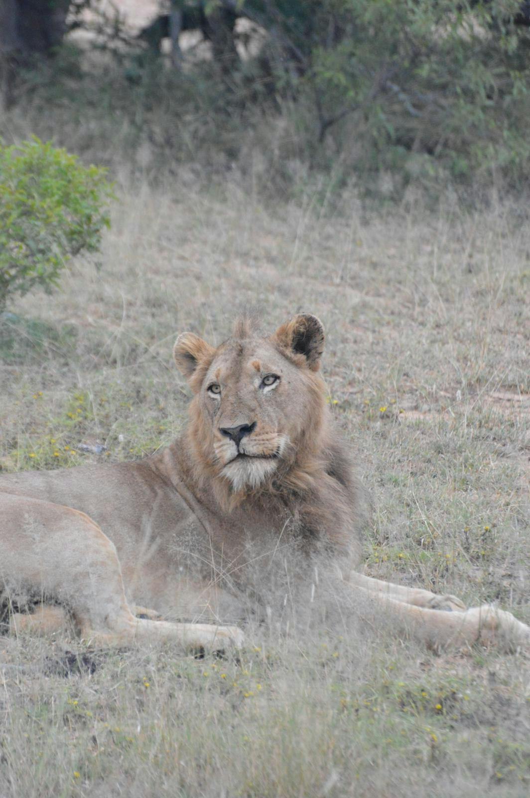 A male lion lies in the bush