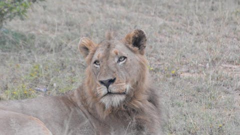 Michal Trawinski: A male lion lies in the bush