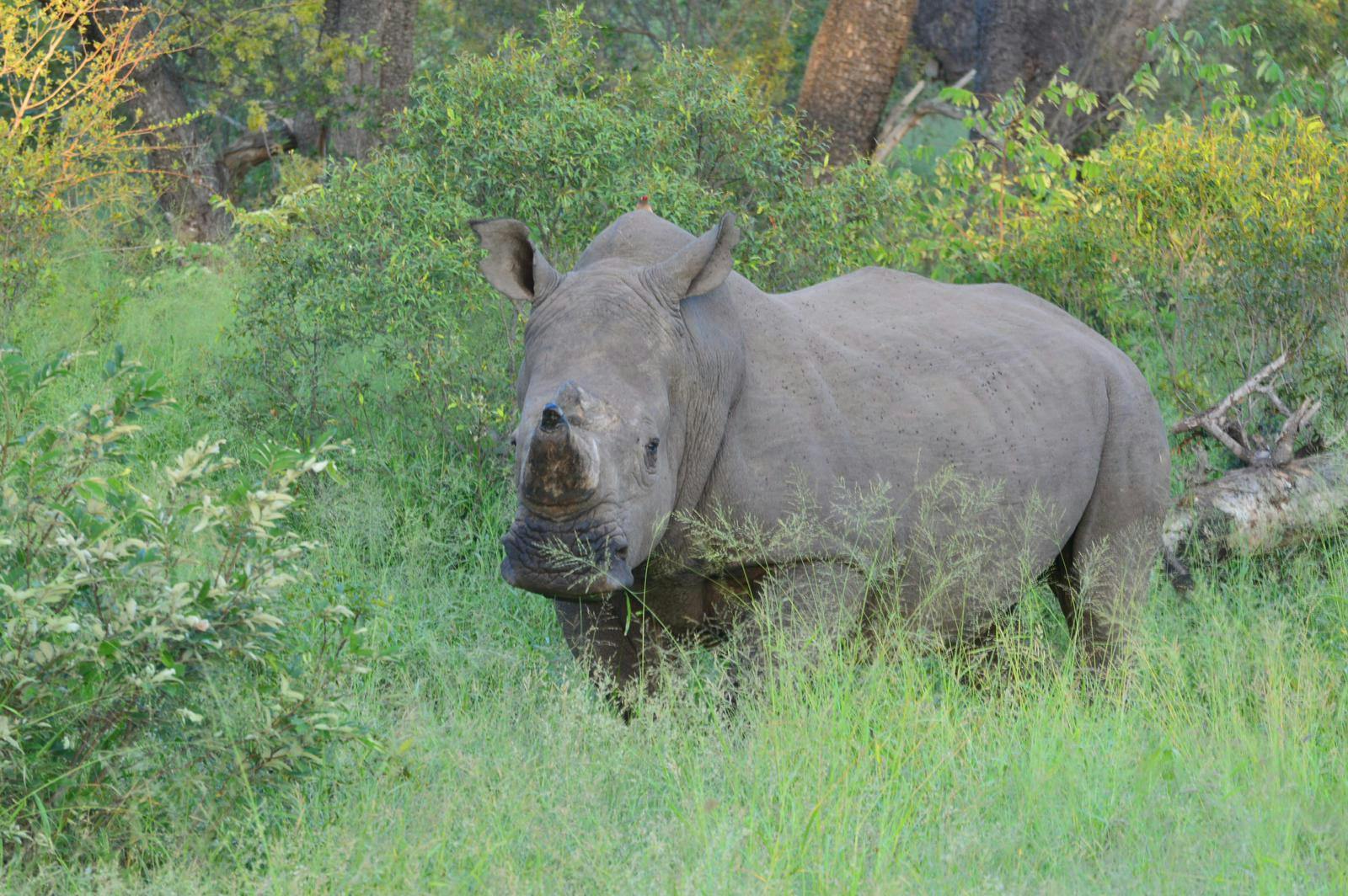 A rhino stands in the bush