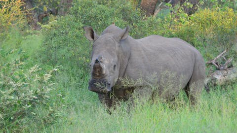 Michal Trawinski: A rhino stands in the bush