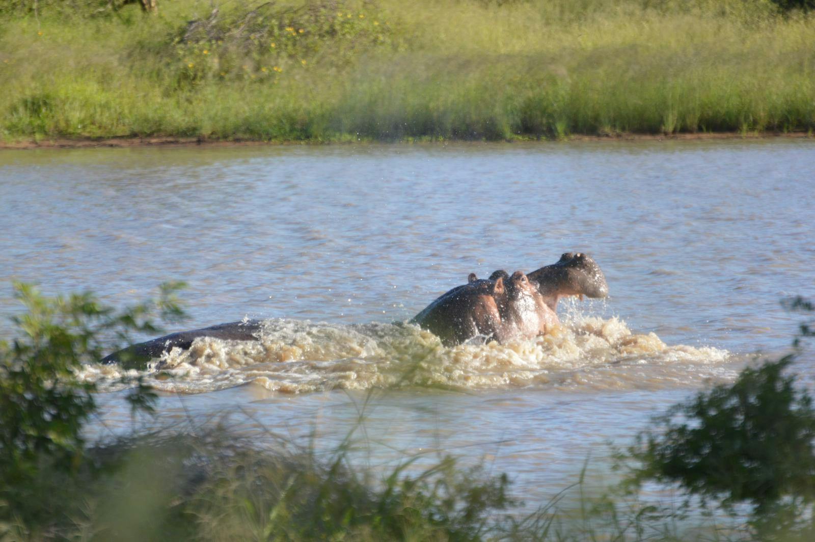 A hippo swims through a lake