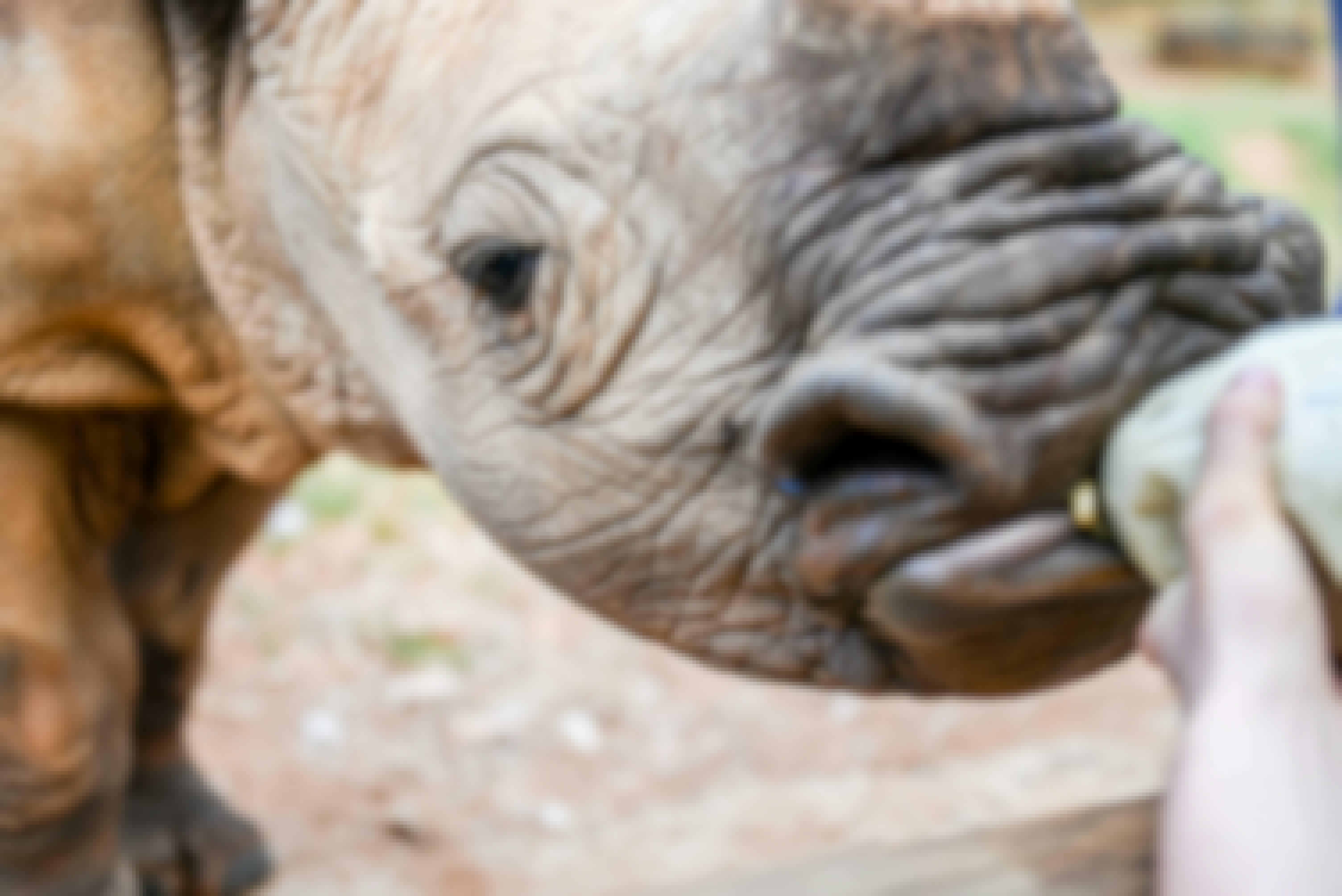Close-up of bottle feeding a rhino, Care for Wild Africa