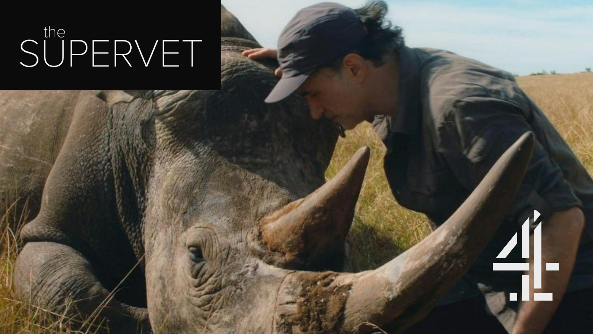 The Supervet Noel Fitzpatrick, with a sedated rhino, as part of The Supervet: Safari Special on Channel 4 and All 4