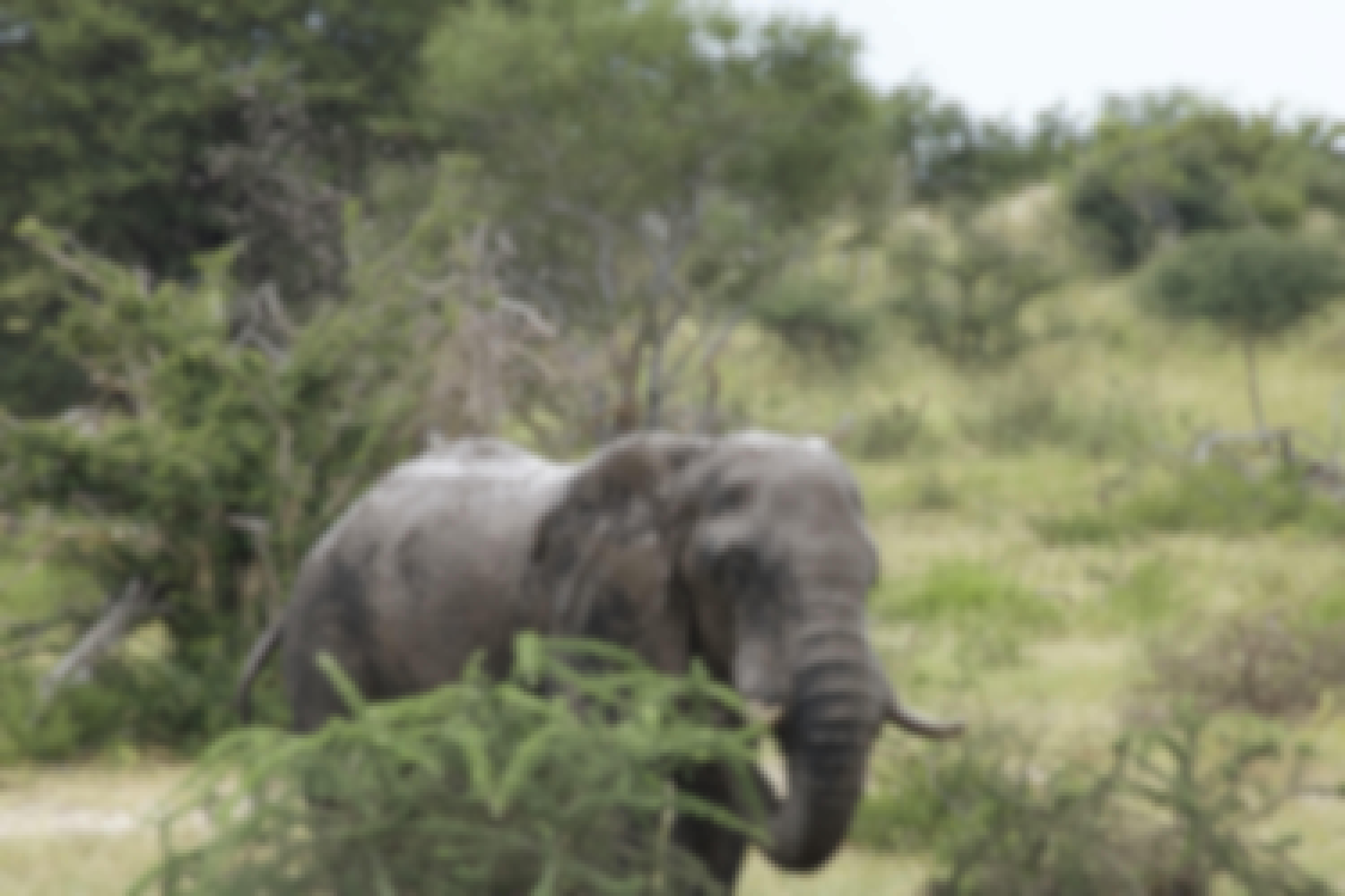 An elephant throws mud on its back
