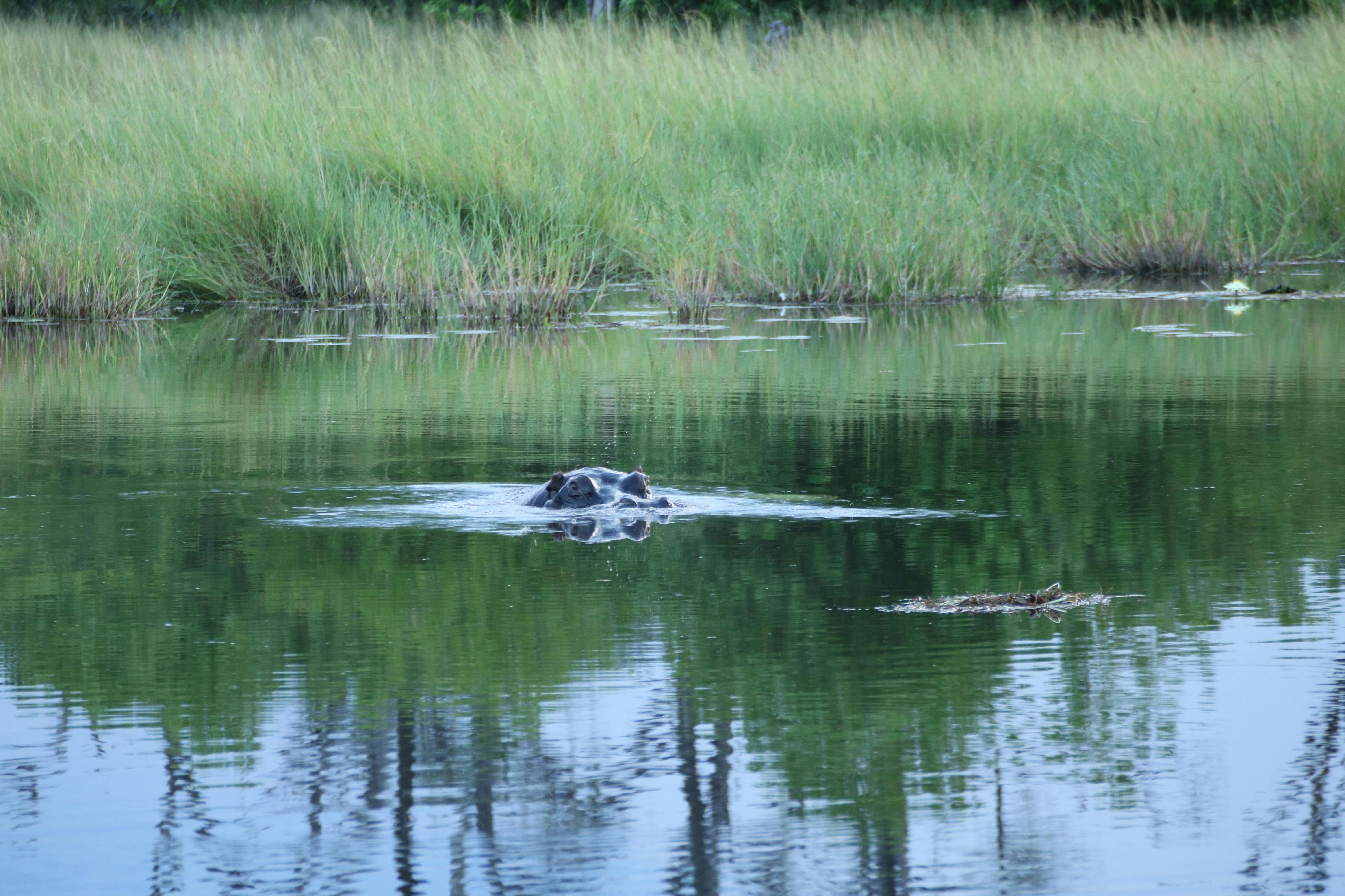 A hippo in a lake