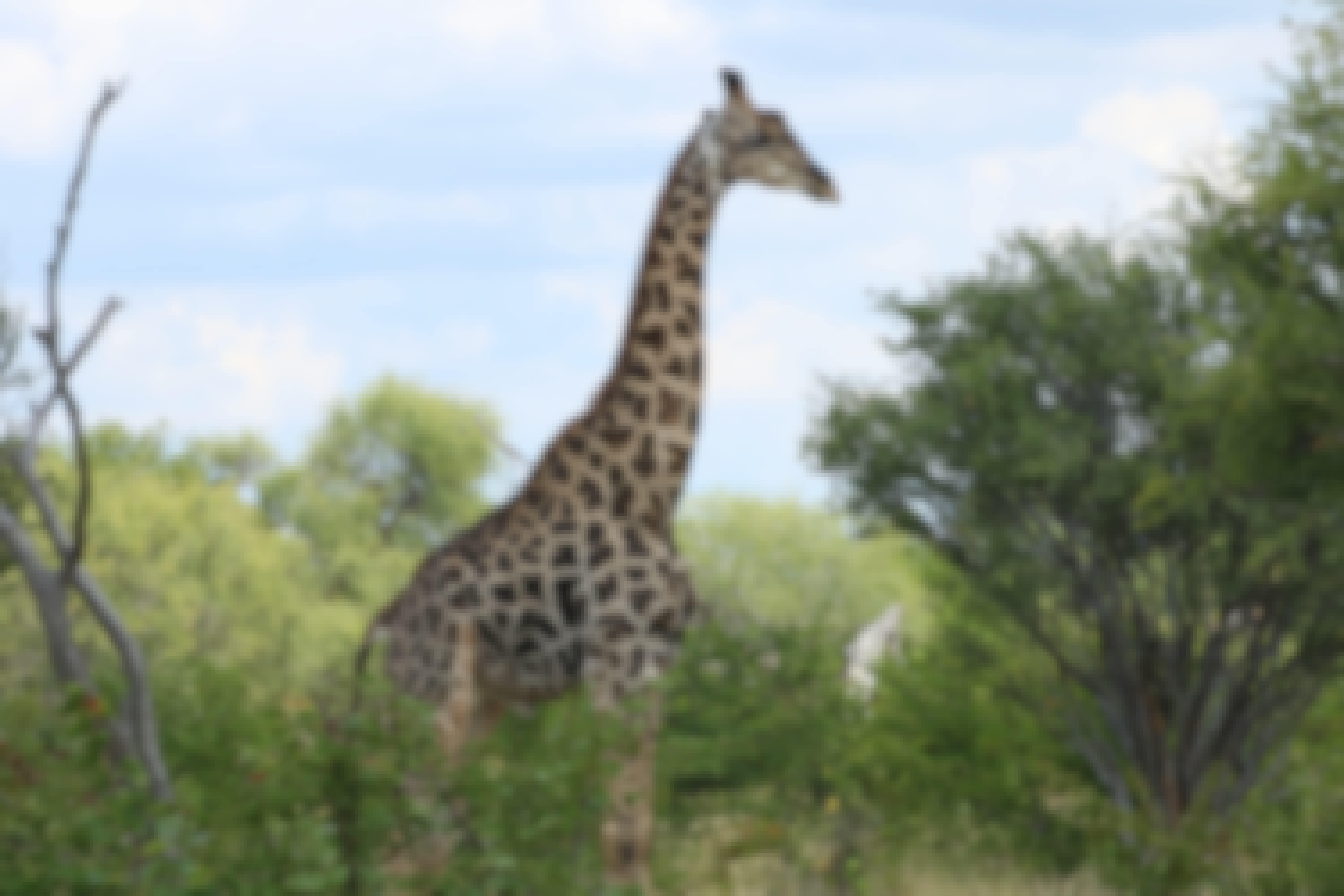 A giraffe in the bush 