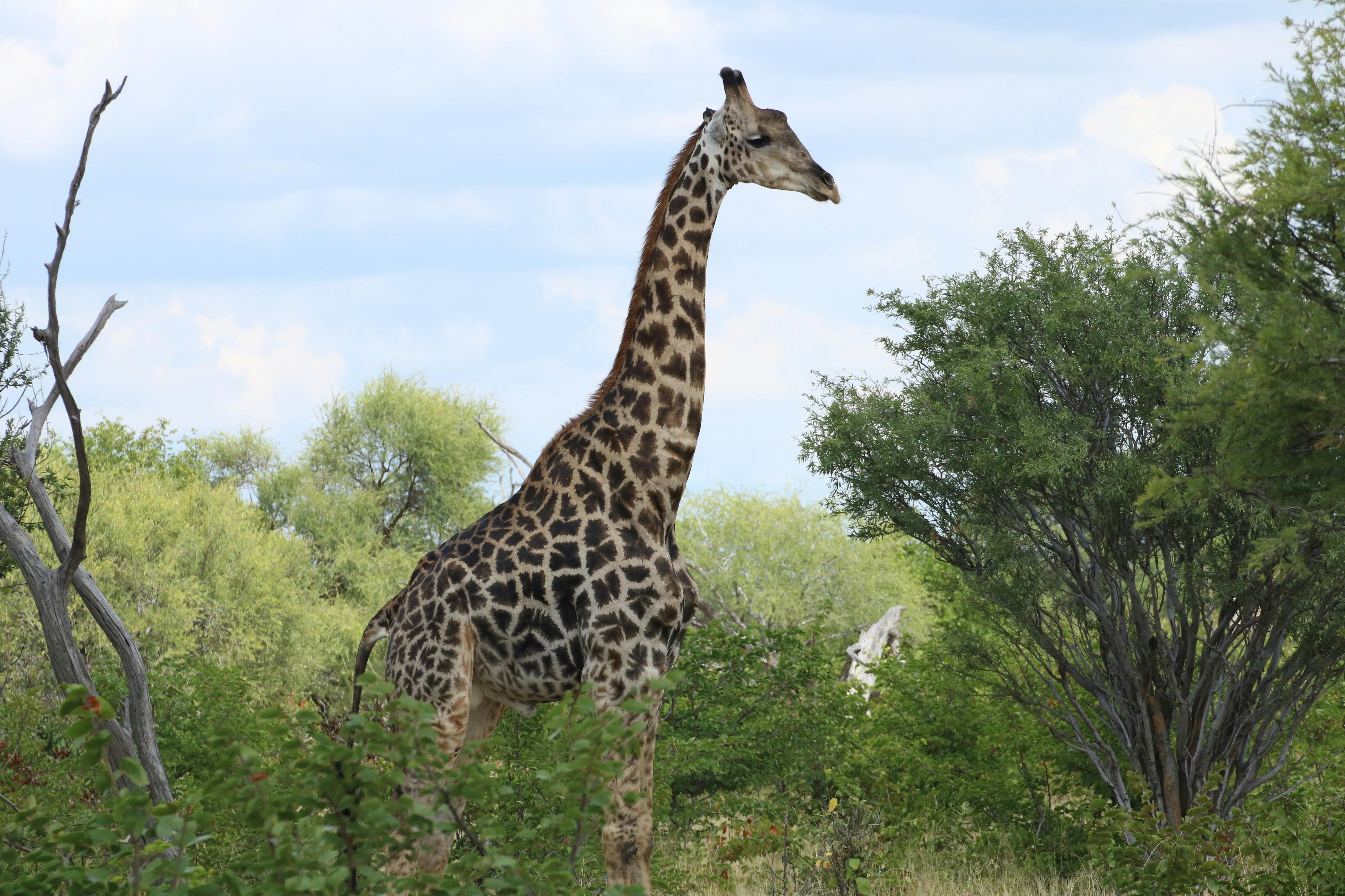 A giraffe in the bush 