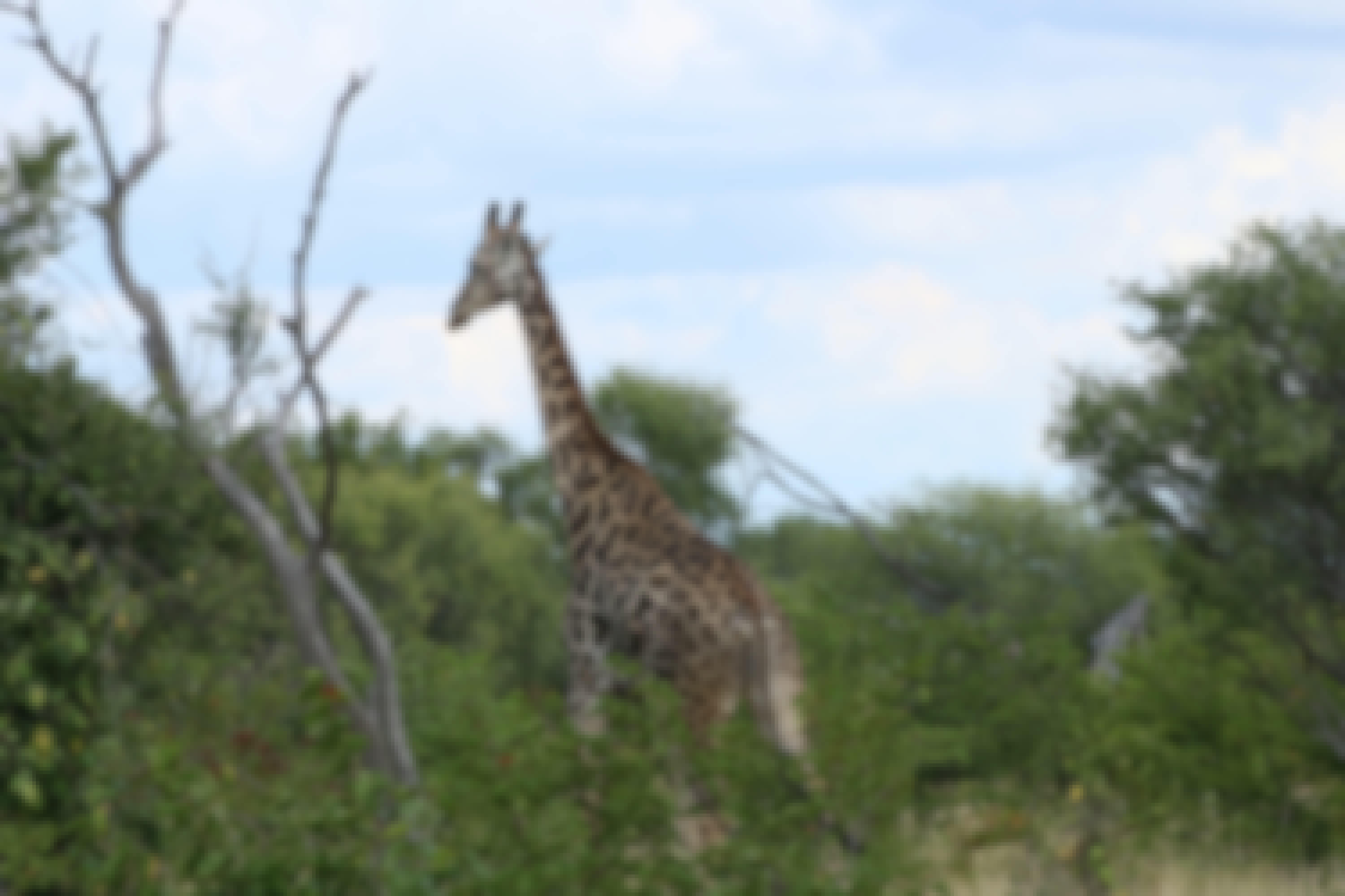 A giraffe in the bush