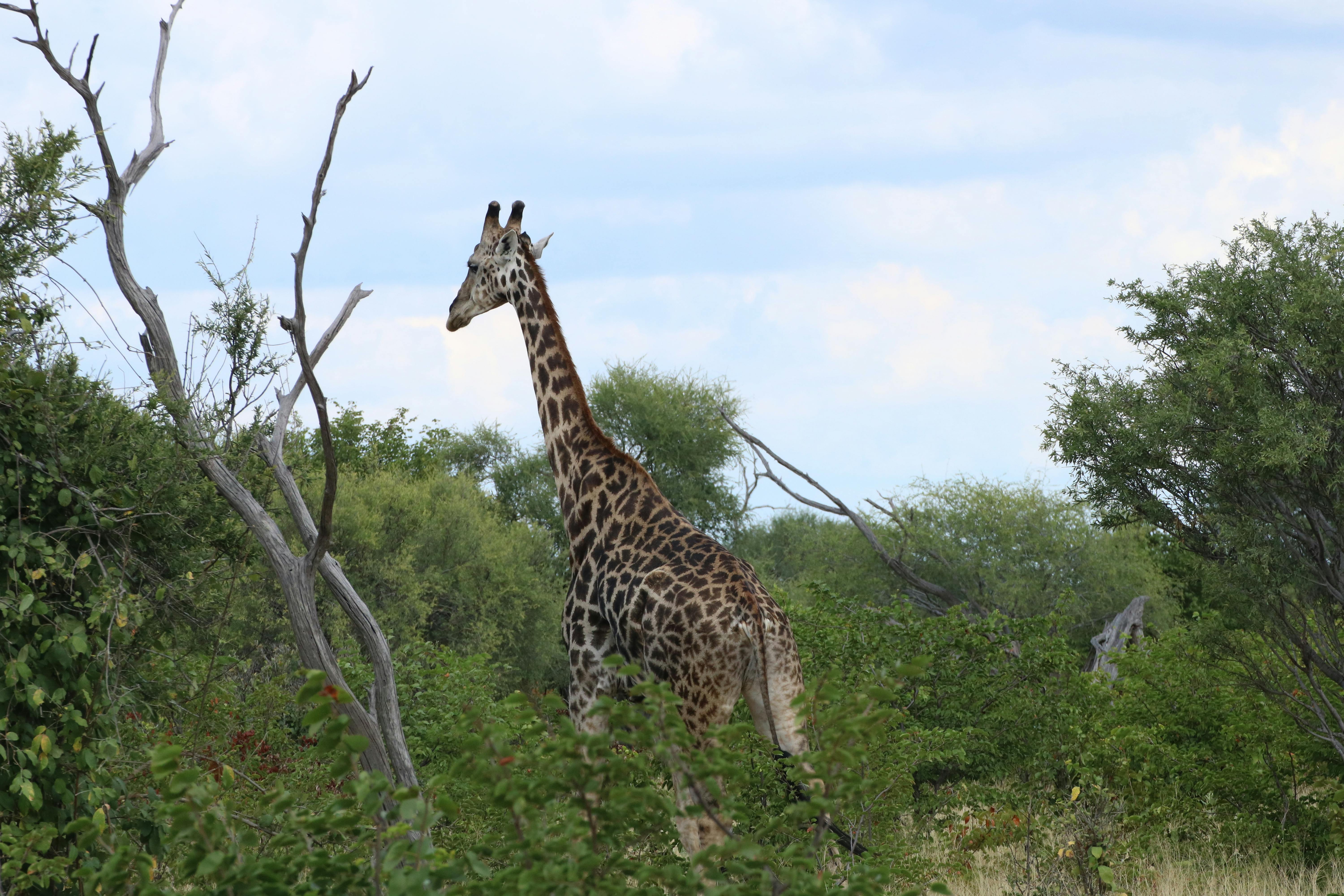 A giraffe in the bush