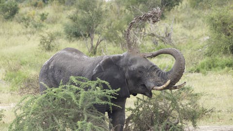 Luke Robinson: An elephant throwing mud on its back
