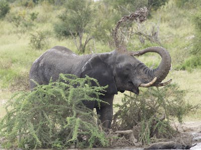 Luke Robinson: An elephant throwing mud on its back