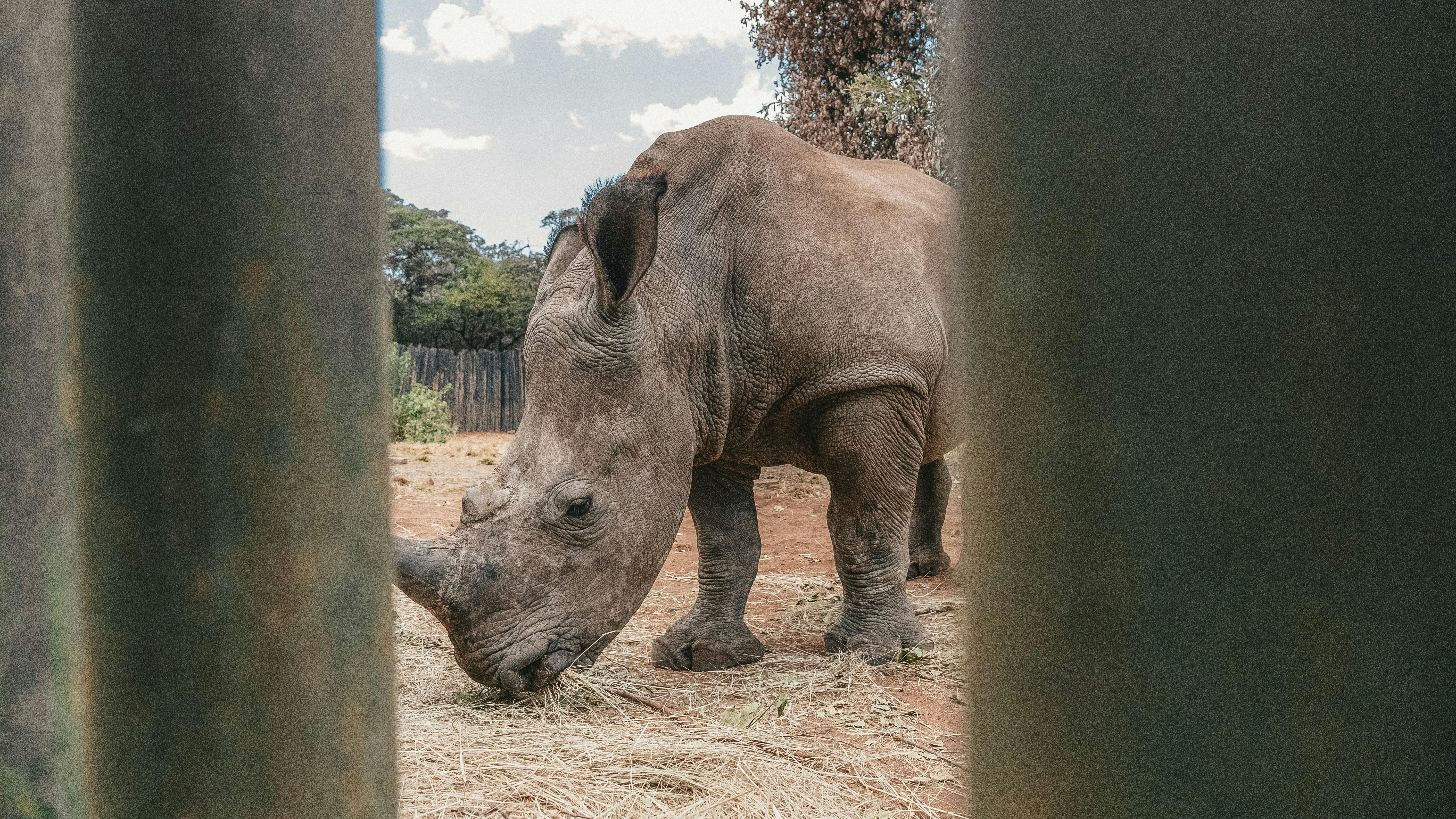 Close-up of a rhino, Golola Rhino Orphanage and Rehabilitation Centre