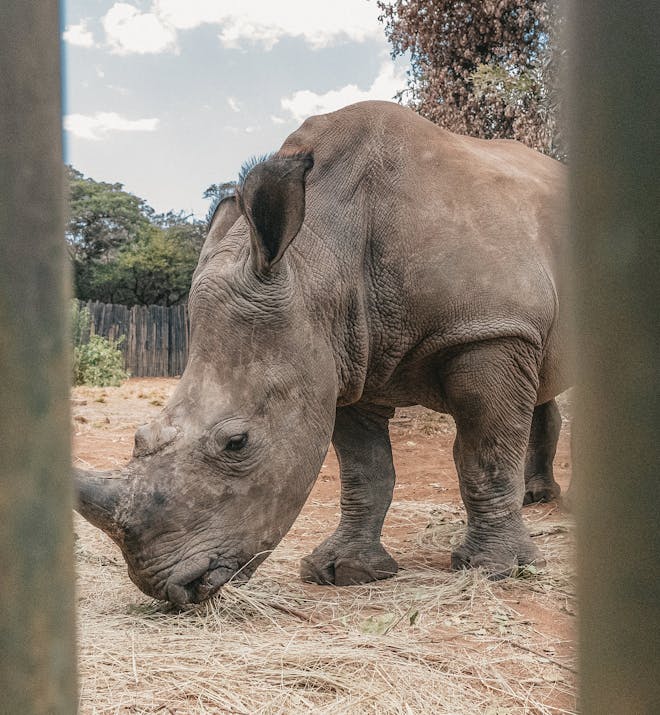 Close-up of a rhino, Golola Rhino Orphanage and Rehabilitation Centre