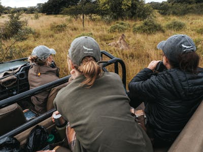 Phinda group viewing cheetahs from a vehicle
