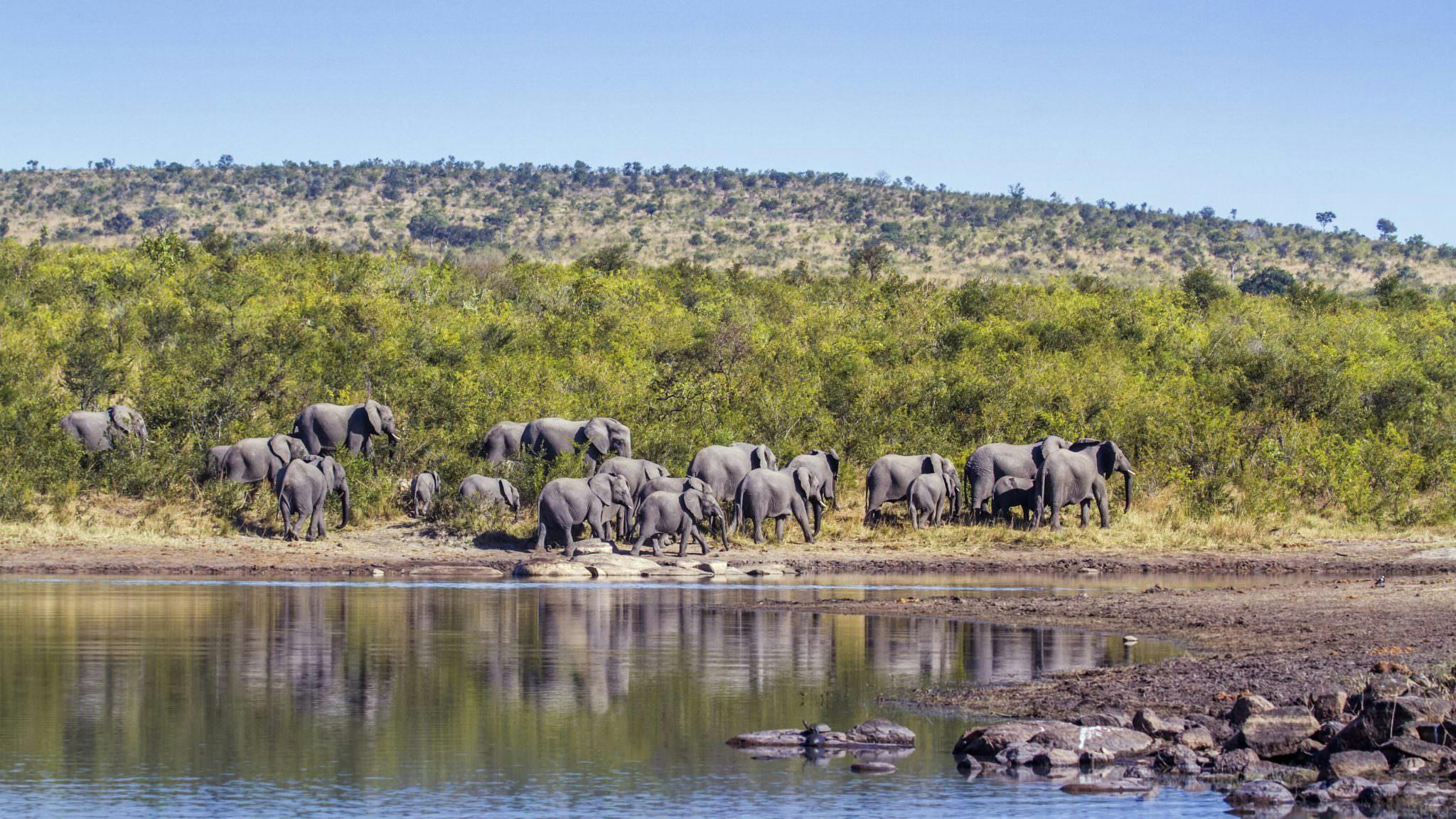 Elephants in the Kruger at a watering hole