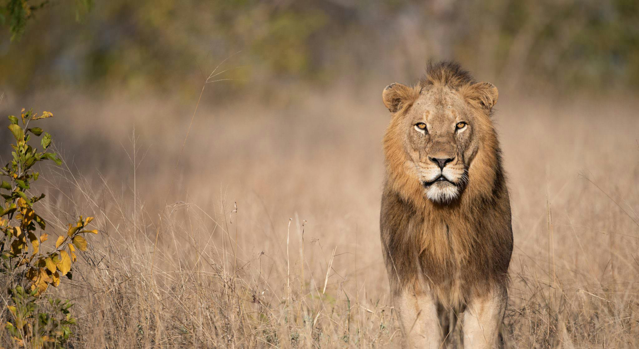 Close up of a lion looking straight at the camera