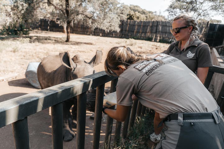 ACE volunteer bottle feeding a baby rhino with a professional assisting, The Rhino Orphanage