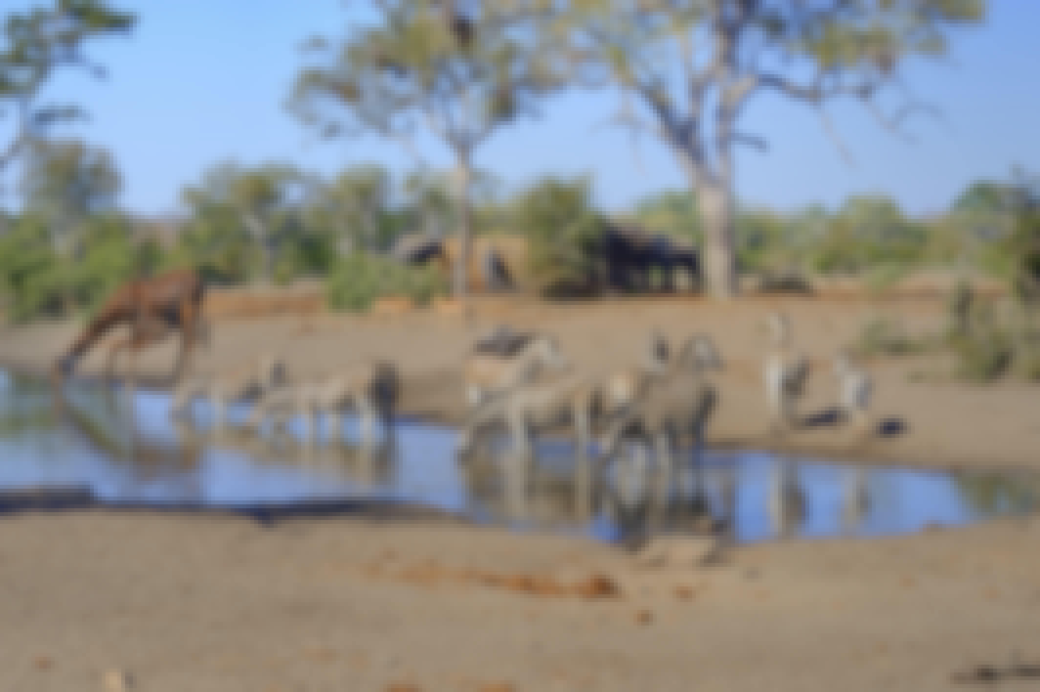 Zebra, elephant and giraffe around watering hole