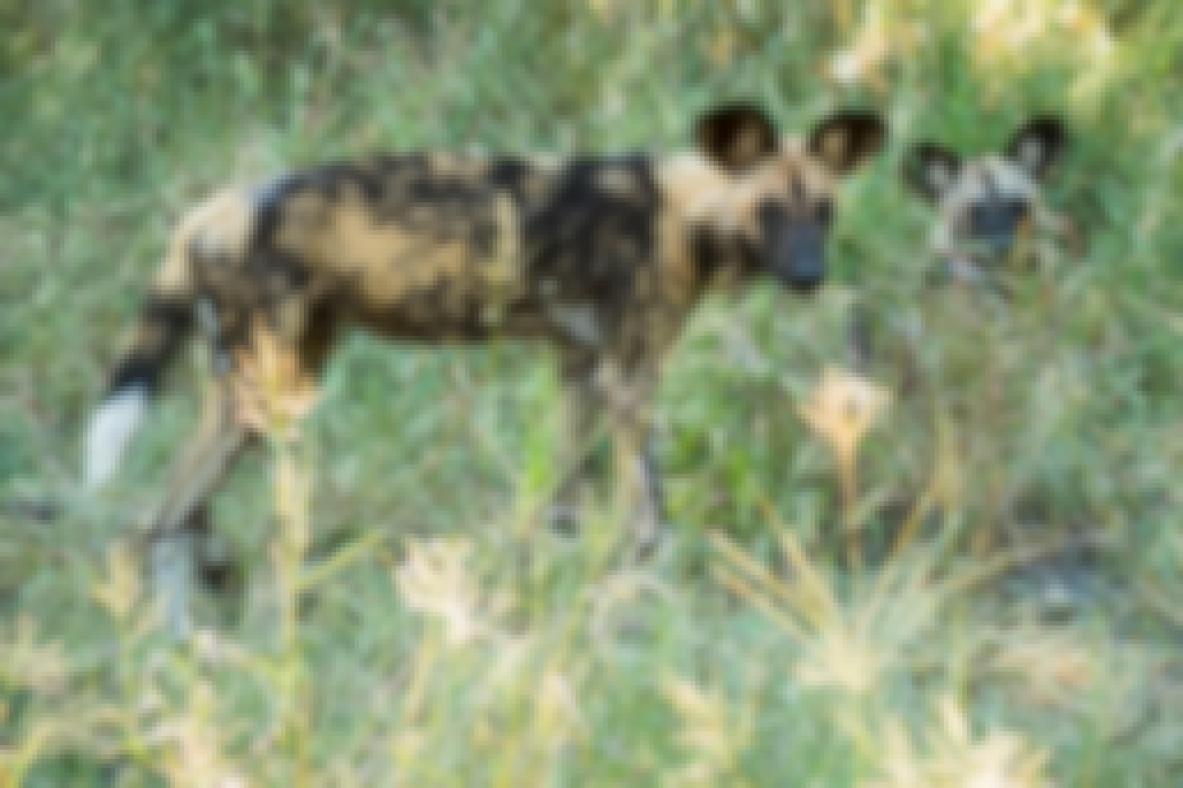 Wild dogs in the Okavango, Botswana