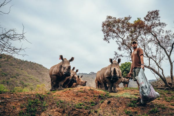 ACE male volunteer with rhinos, Care for Wild