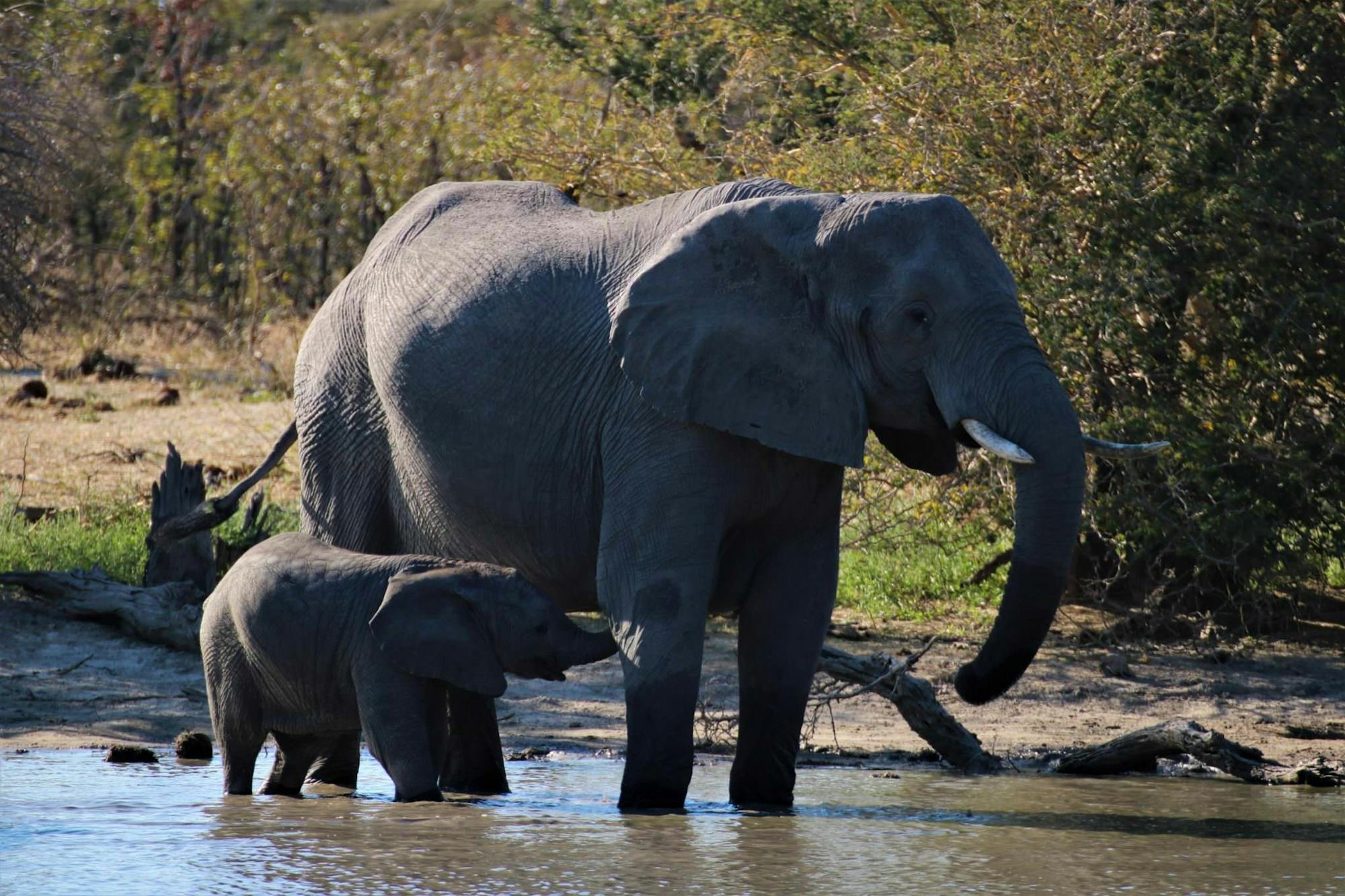 Mother and baby elephant