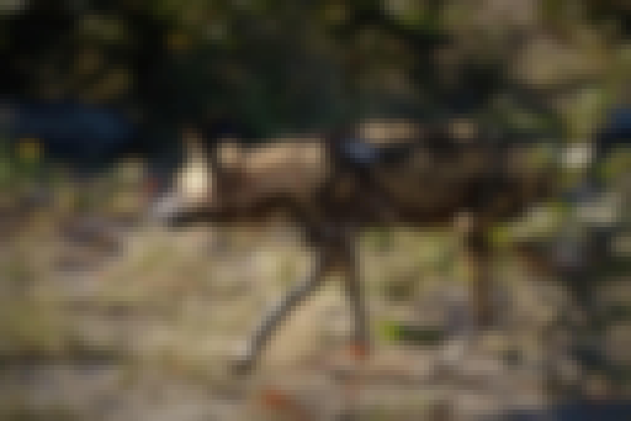 Wild Dog in motion
