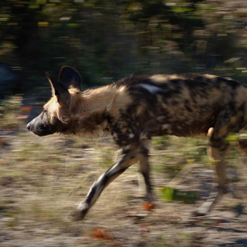 Wild Dog in motion