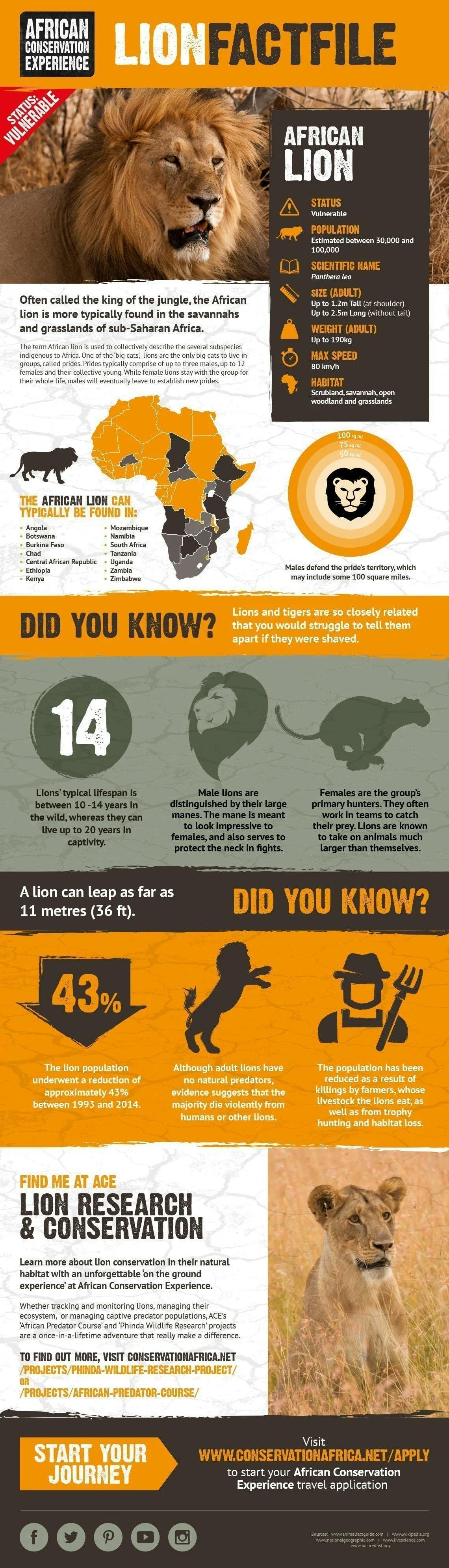 African Lion Facts