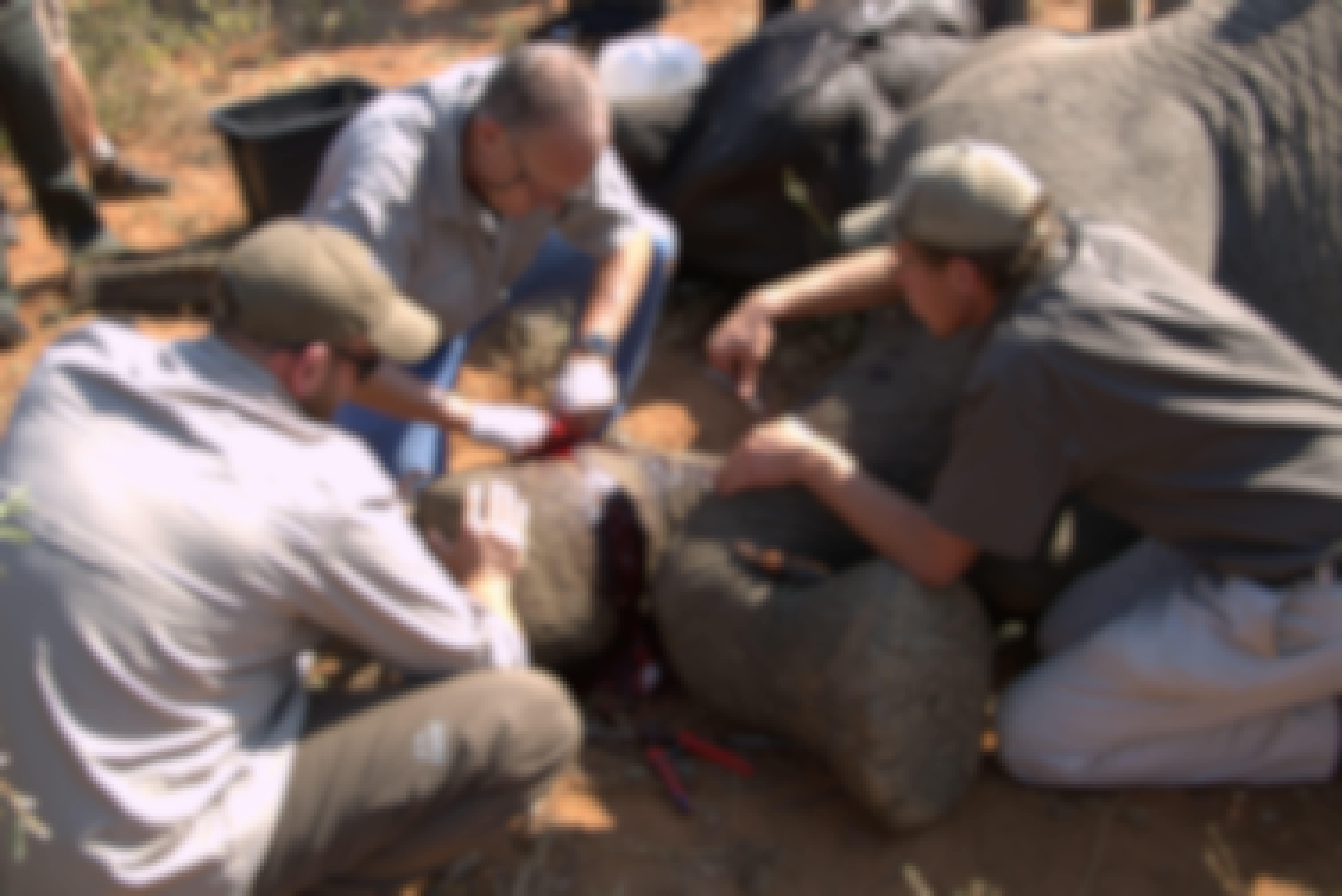Group of volunteers assisting a veterinarian and helping to remove a snare from an elephant's legs