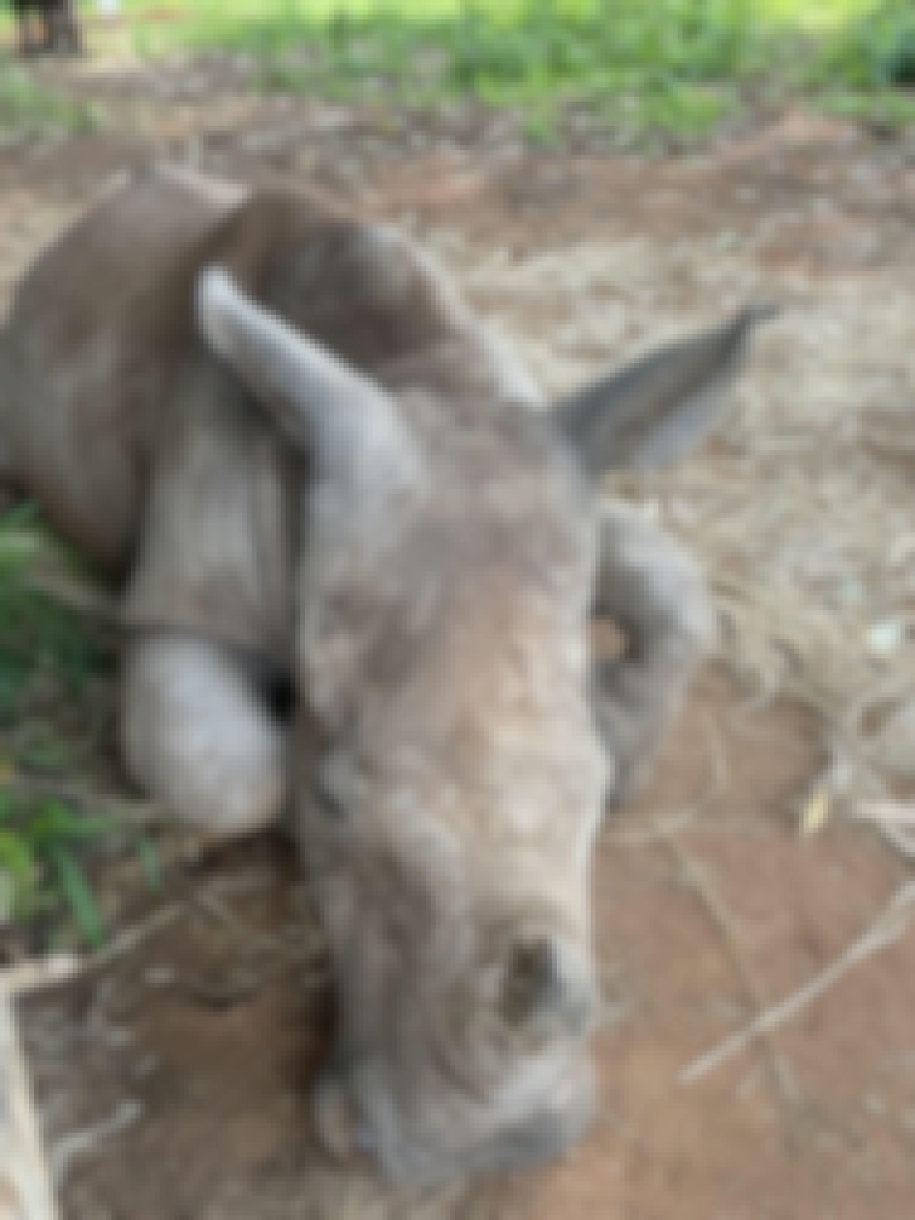 Close up of a rhino, Golola Rhino Orphanage and Rehabilitation Centre