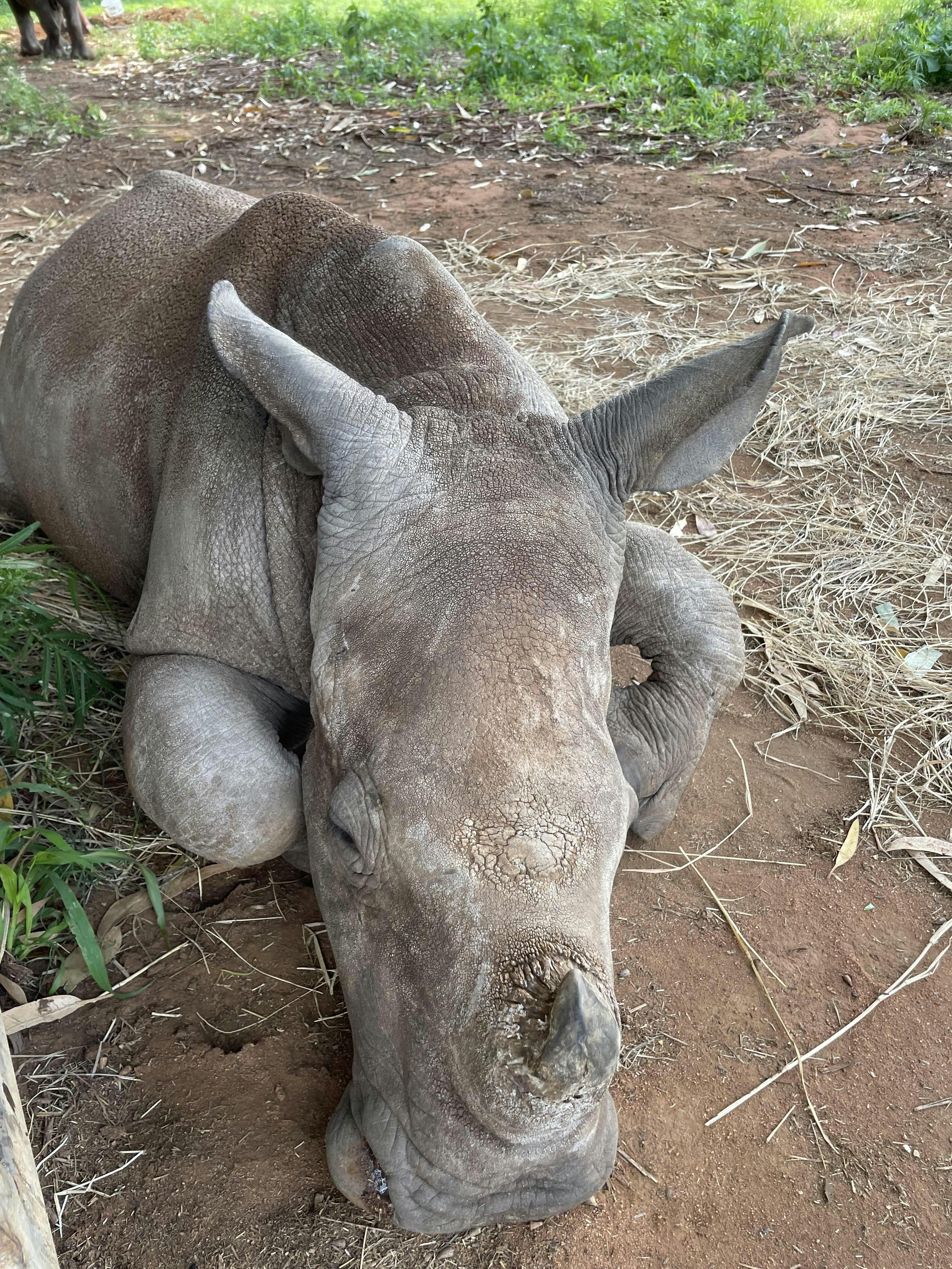 Close up of a rhino, Golola Rhino Orphanage and Rehabilitation Centre
