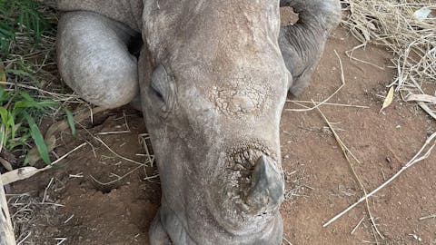 Close up of a rhino, Golola Rhino Orphanage and Rehabilitation Centre