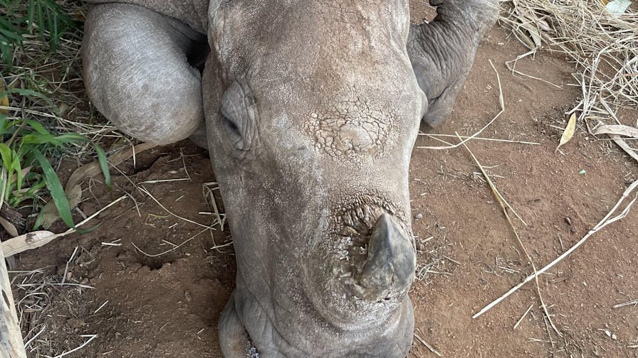 Close up of a rhino, Golola Rhino Orphanage and Rehabilitation Centre
