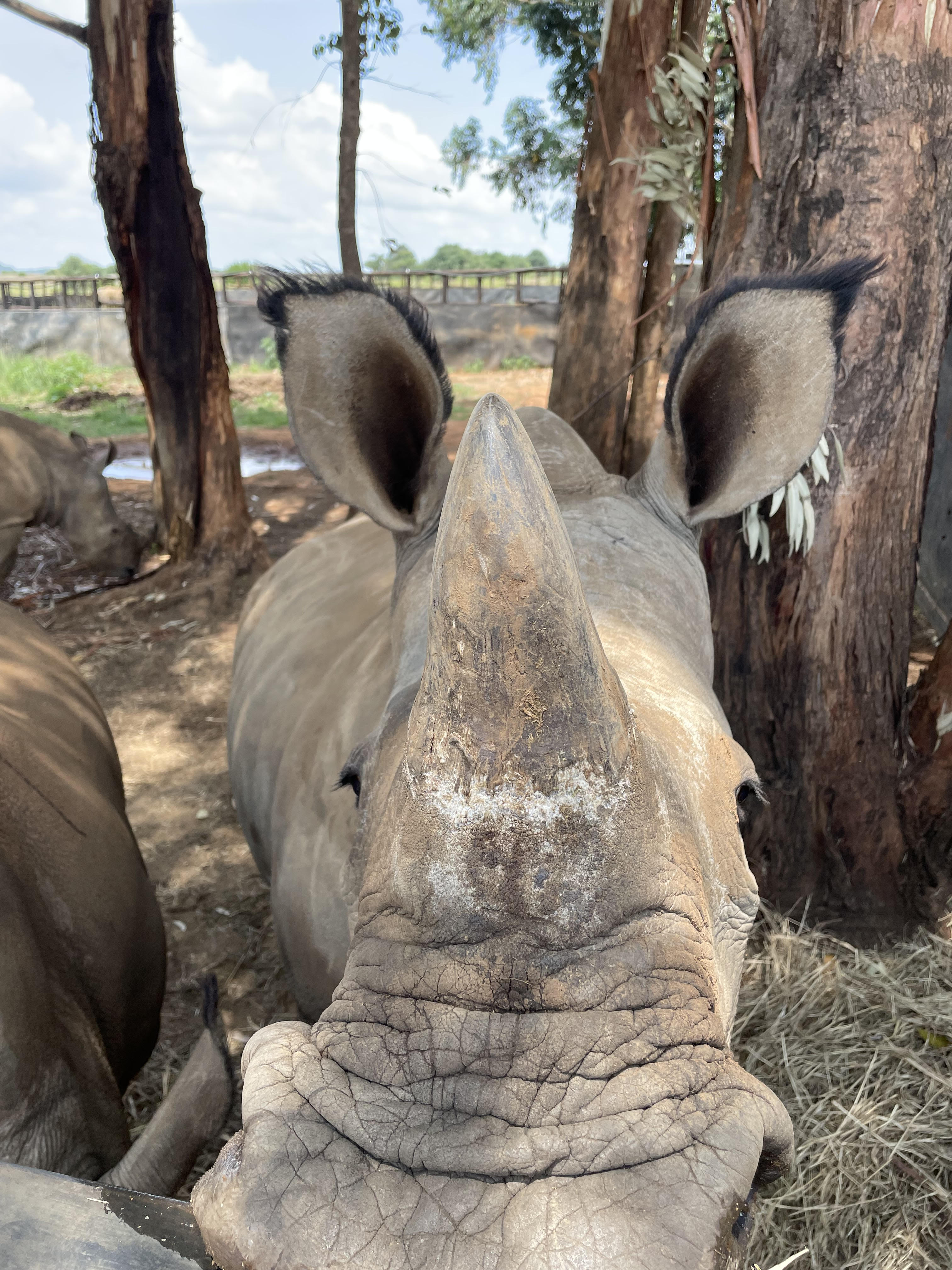 Close up of a rhino, Golola Rhino Orphanage and Rehabilitation Centre
