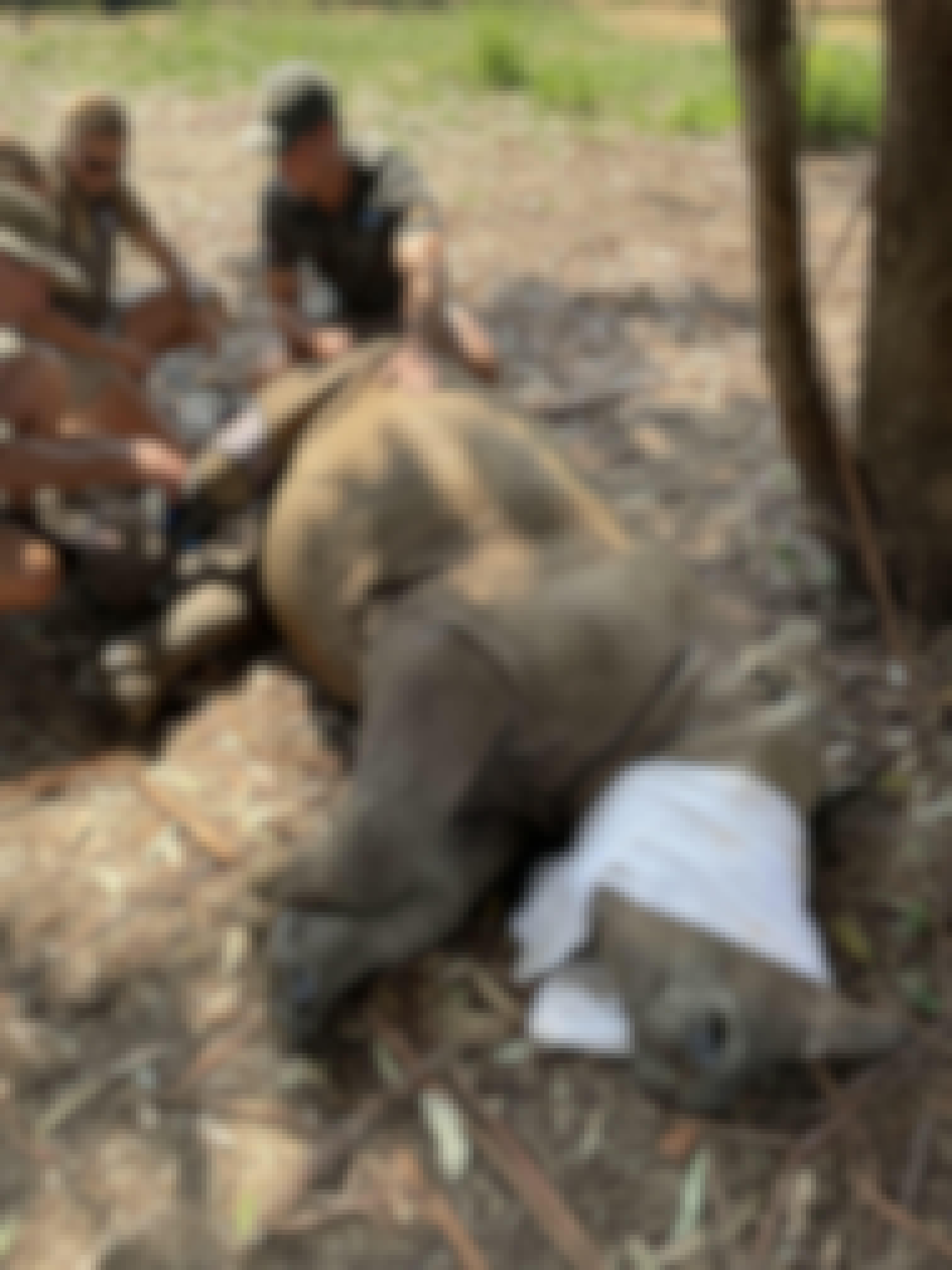Group of ACE volunteers assisting with cleaning the baby rhino Impi and fitting a knee brace, Golola Rhino Orphanage and Rehabilitation Centre