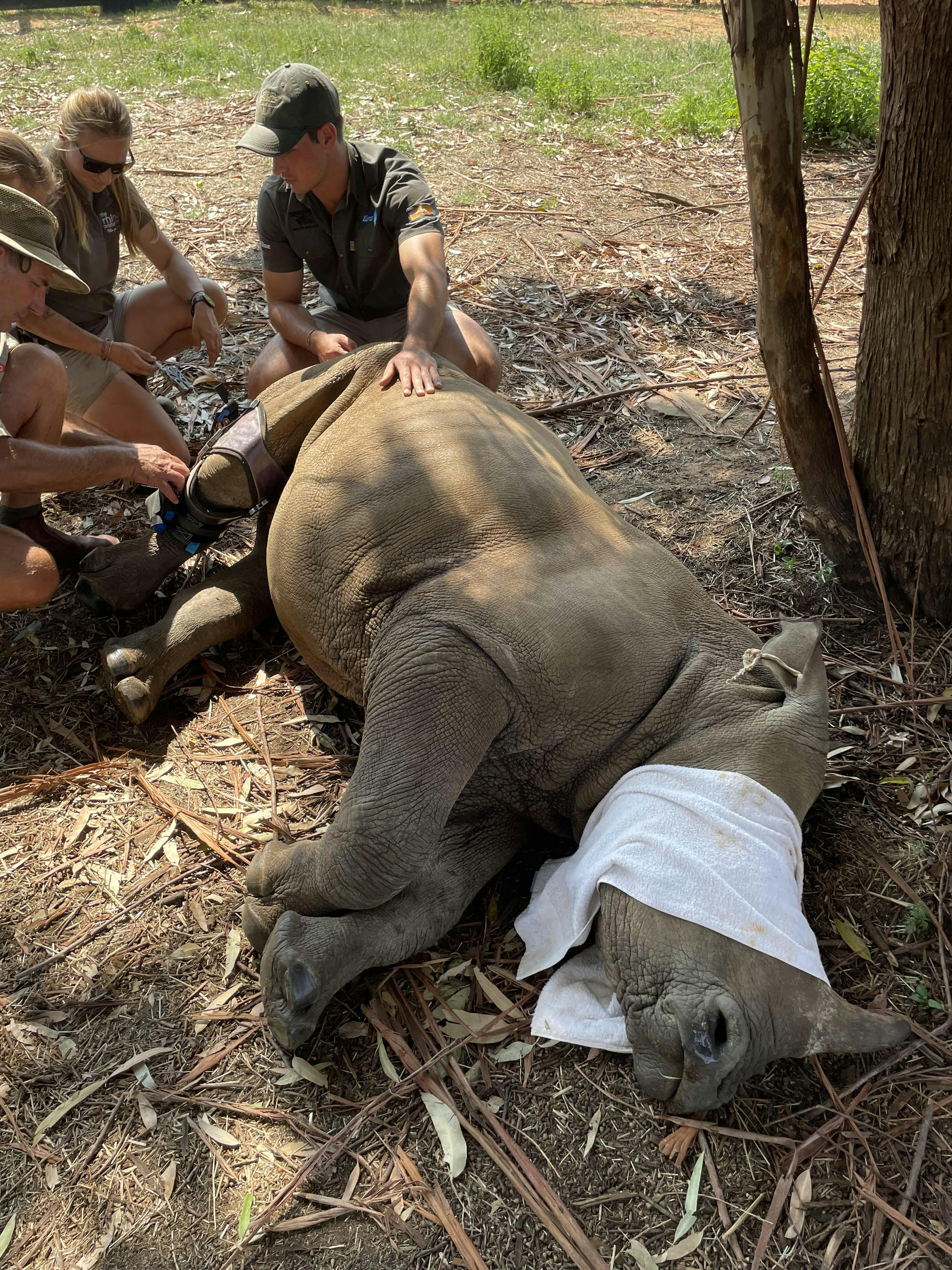 Group of ACE volunteers assisting with cleaning the baby rhino Impi and fitting a knee brace, Golola Rhino Orphanage and Rehabilitation Centre