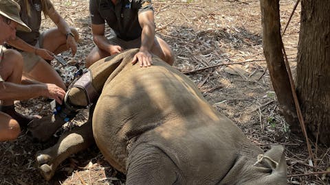 Group of ACE volunteers assisting with cleaning the baby rhino Impi and fitting a knee brace, Golola Rhino Orphanage and Rehabilitation Centre