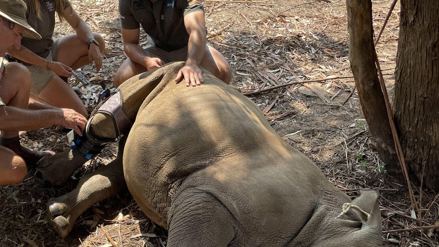 Group of ACE volunteers assisting with cleaning the baby rhino Impi and fitting a knee brace, Golola Rhino Orphanage and Rehabilitation Centre