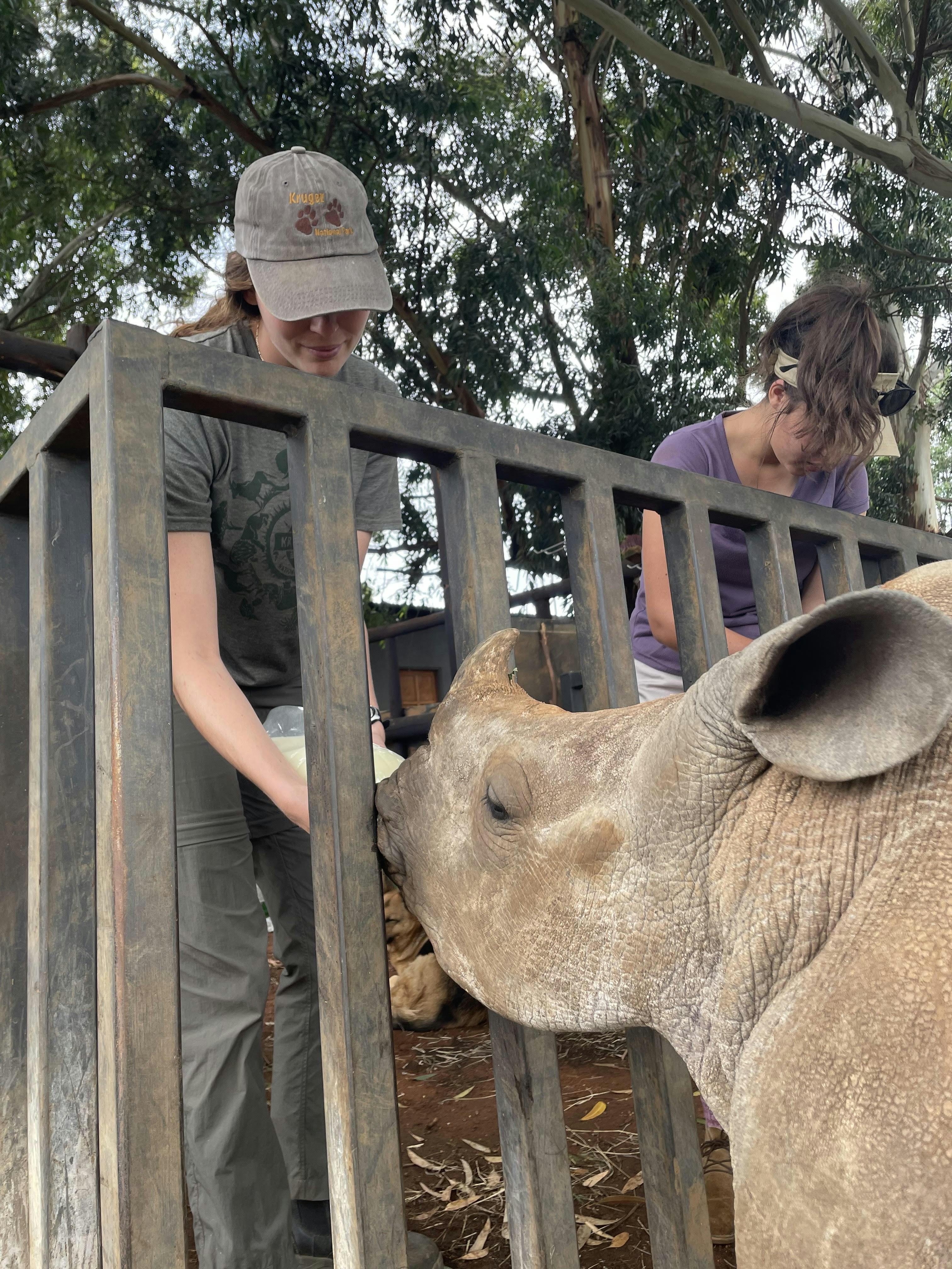Volunteer bottle feeding a rhino through a fence, Golola Rhino Orphanage and Rehabilitation Centre
