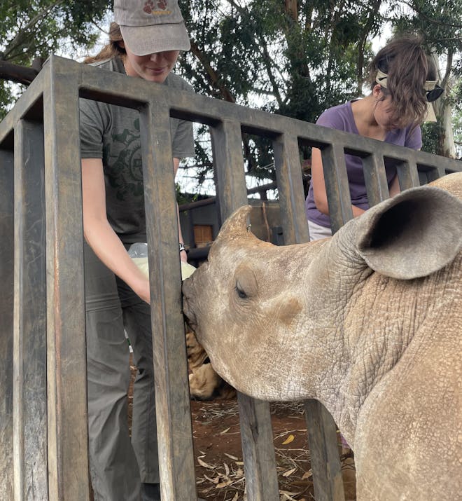 Volunteer bottle feeding a rhino through a fence, Golola Rhino Orphanage and Rehabilitation Centre