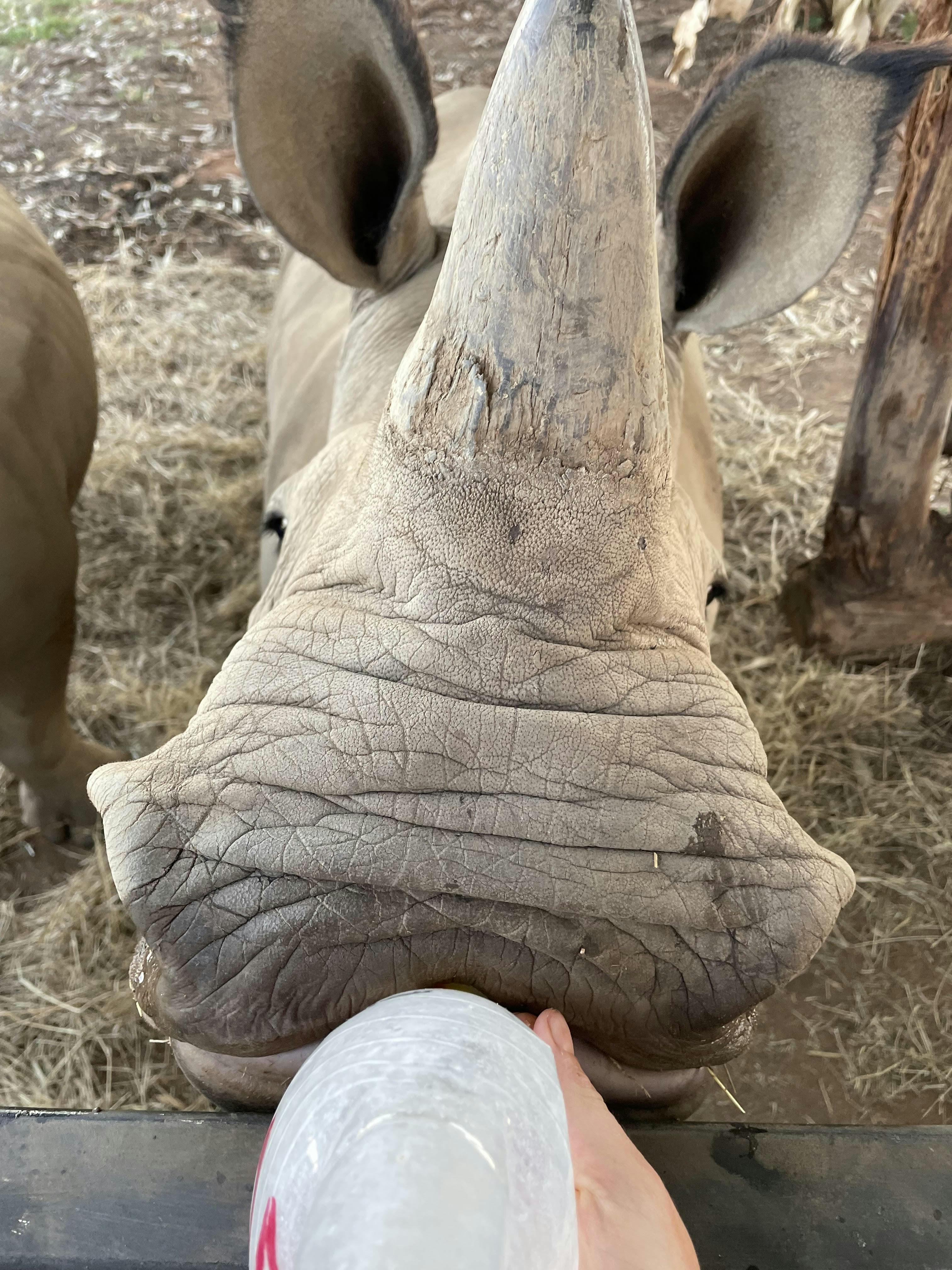 Close up of bottle feeding a baby rhino, Golola Rhino Orphanage and Rehabilitation Centre