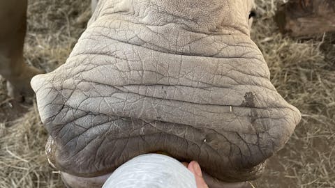 Close up of bottle feeding a baby rhino, Golola Rhino Orphanage and Rehabilitation Centre