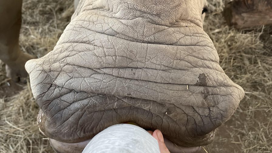 Close up of bottle feeding a baby rhino, Golola Rhino Orphanage and Rehabilitation Centre
