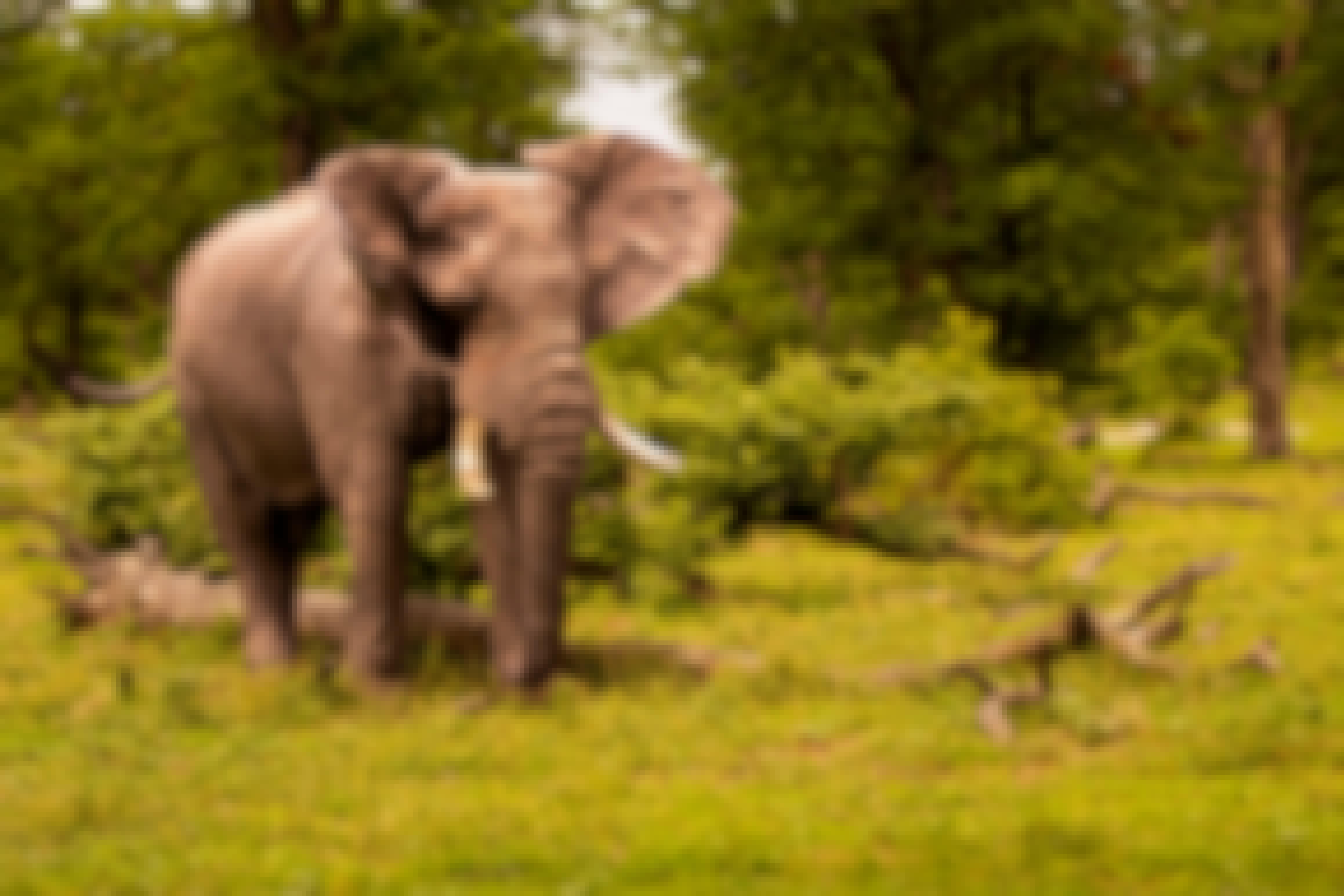 Karl Johan Nils Friberg: Elephant in the Okavango