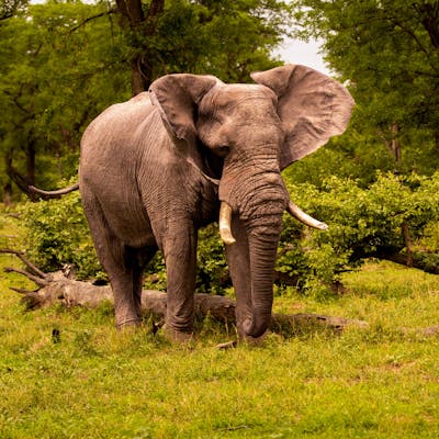 Karl Johan Nils Friberg: Elephant in the Okavango