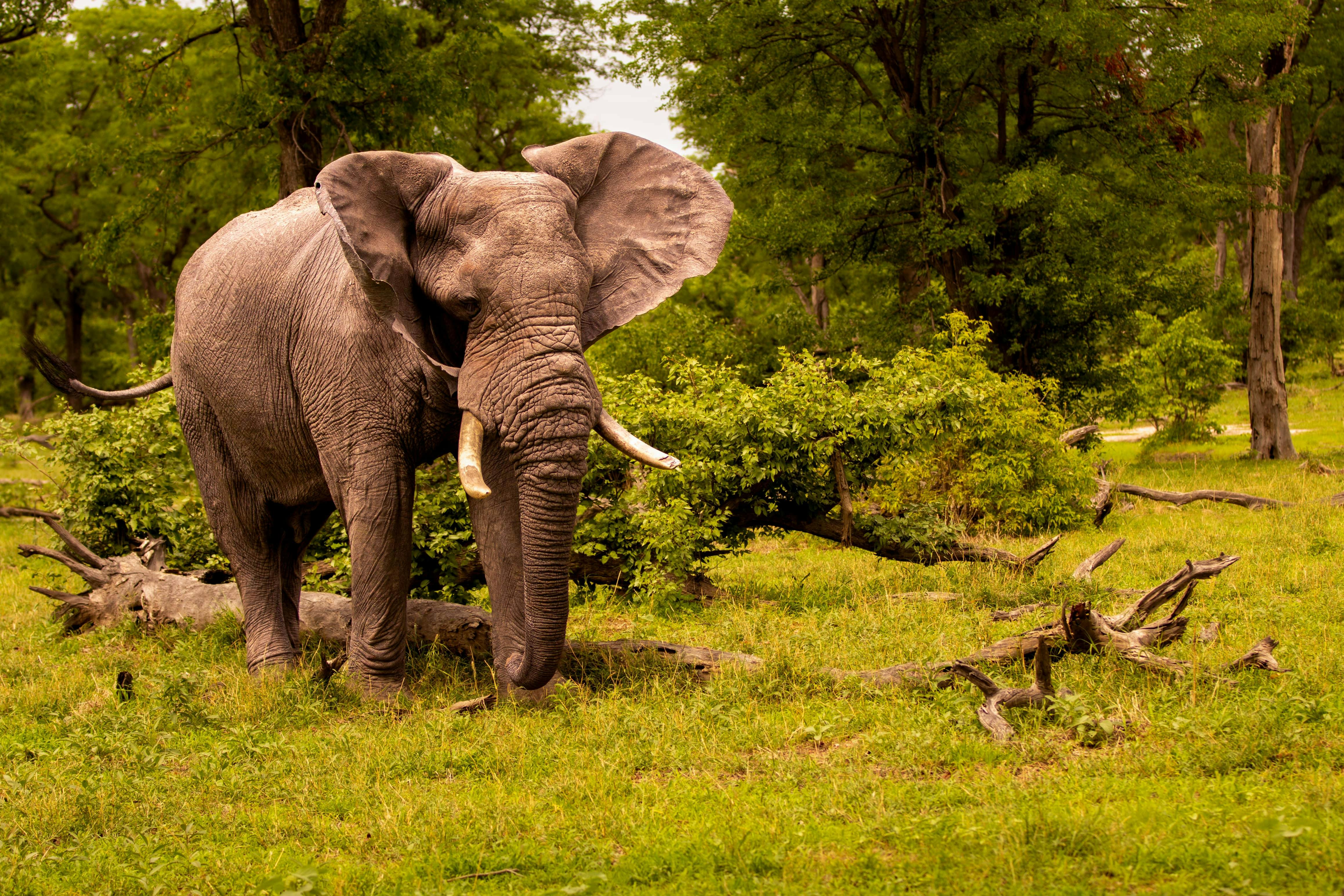 Karl Johan Nils Friberg: Elephant in the Okavango