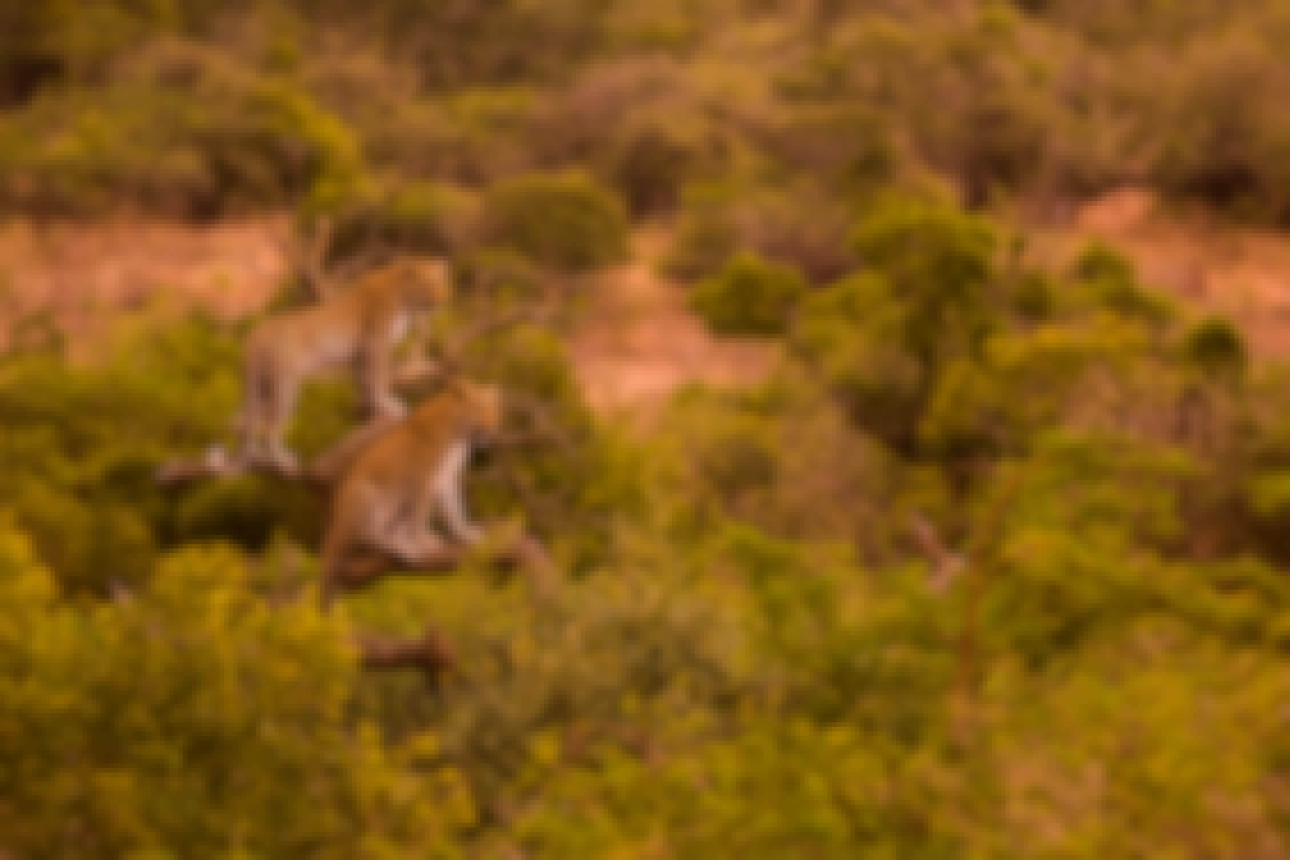 Karl Johan Nils Friberg: Female leopard with sub-adult in tree, in the Okavango