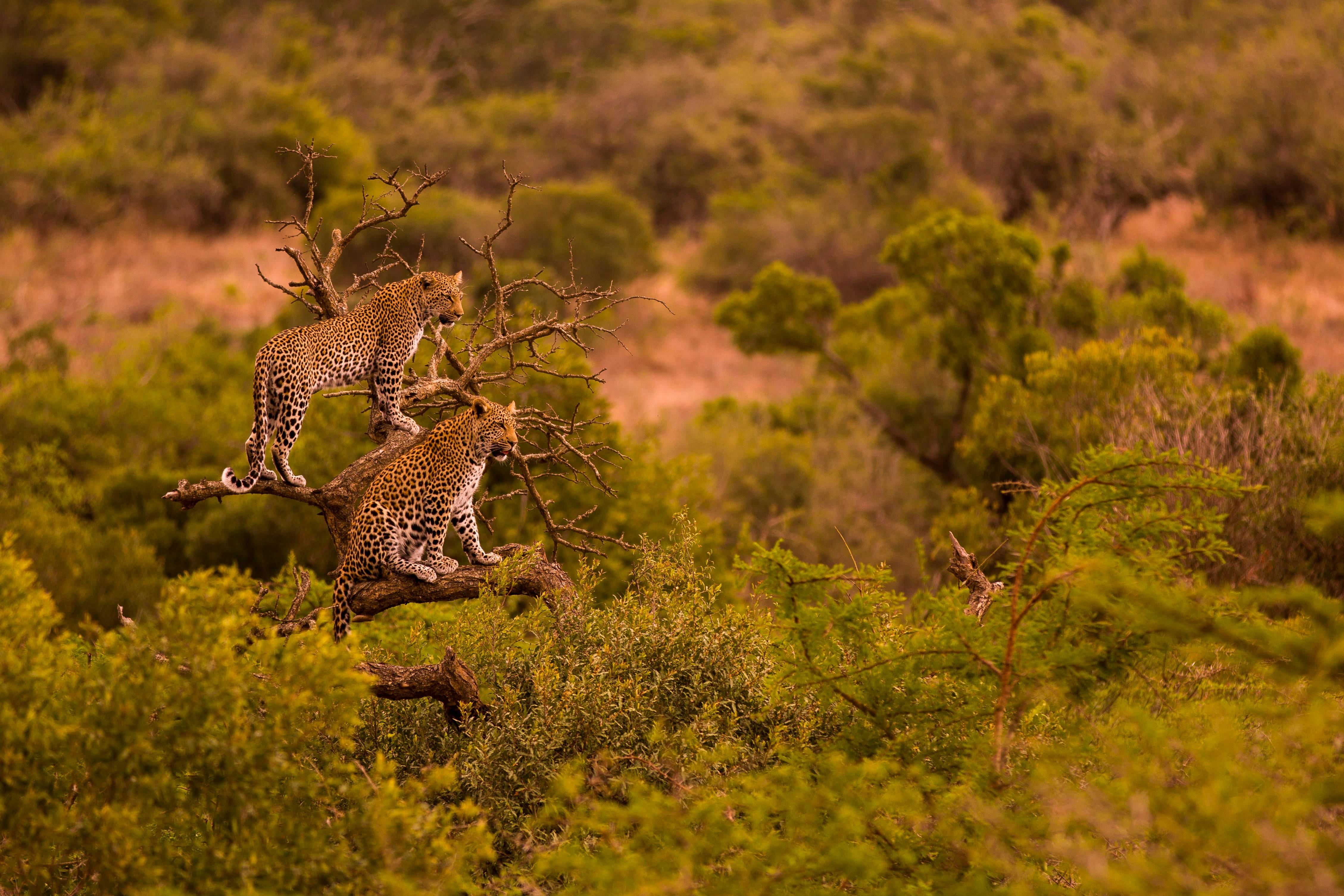 Karl Johan Nils Friberg: Female leopard with sub-adult in tree, in the Okavango