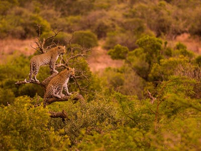 Karl Johan Nils Friberg: Female leopard with sub-adult in tree, in the Okavango